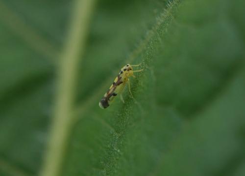 Réf. 263 875 : Eupteryx (aurata-atropunctata)